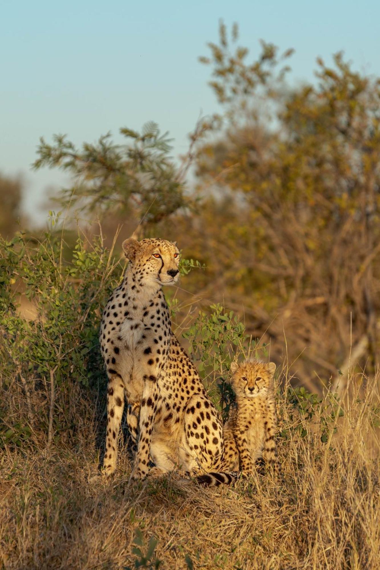 Buffelshoek Tented Camp Manyeleti Game Reserve Exterior foto