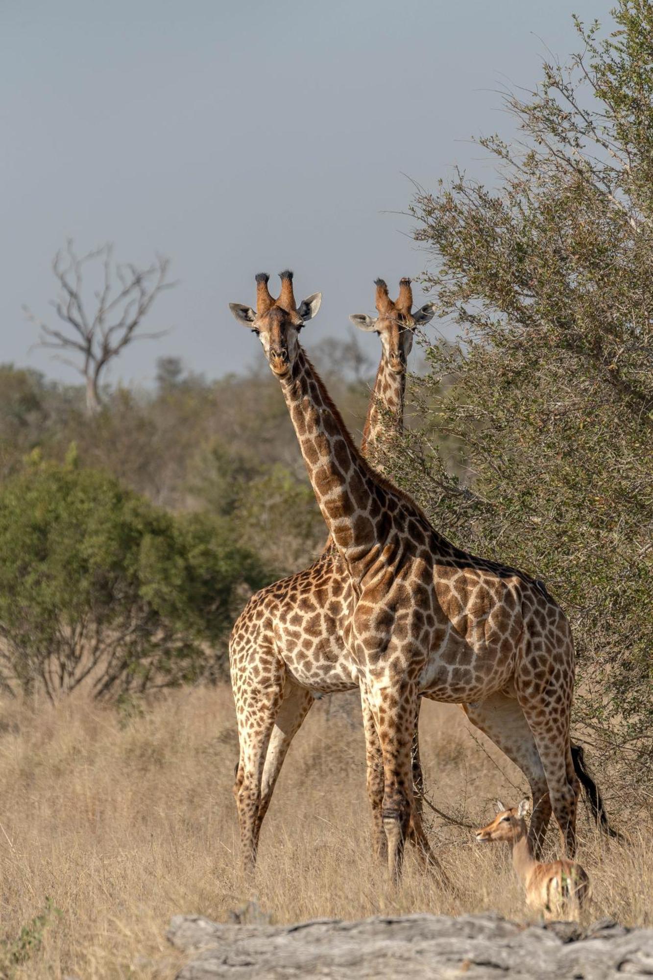 Buffelshoek Tented Camp Manyeleti Game Reserve Exterior foto