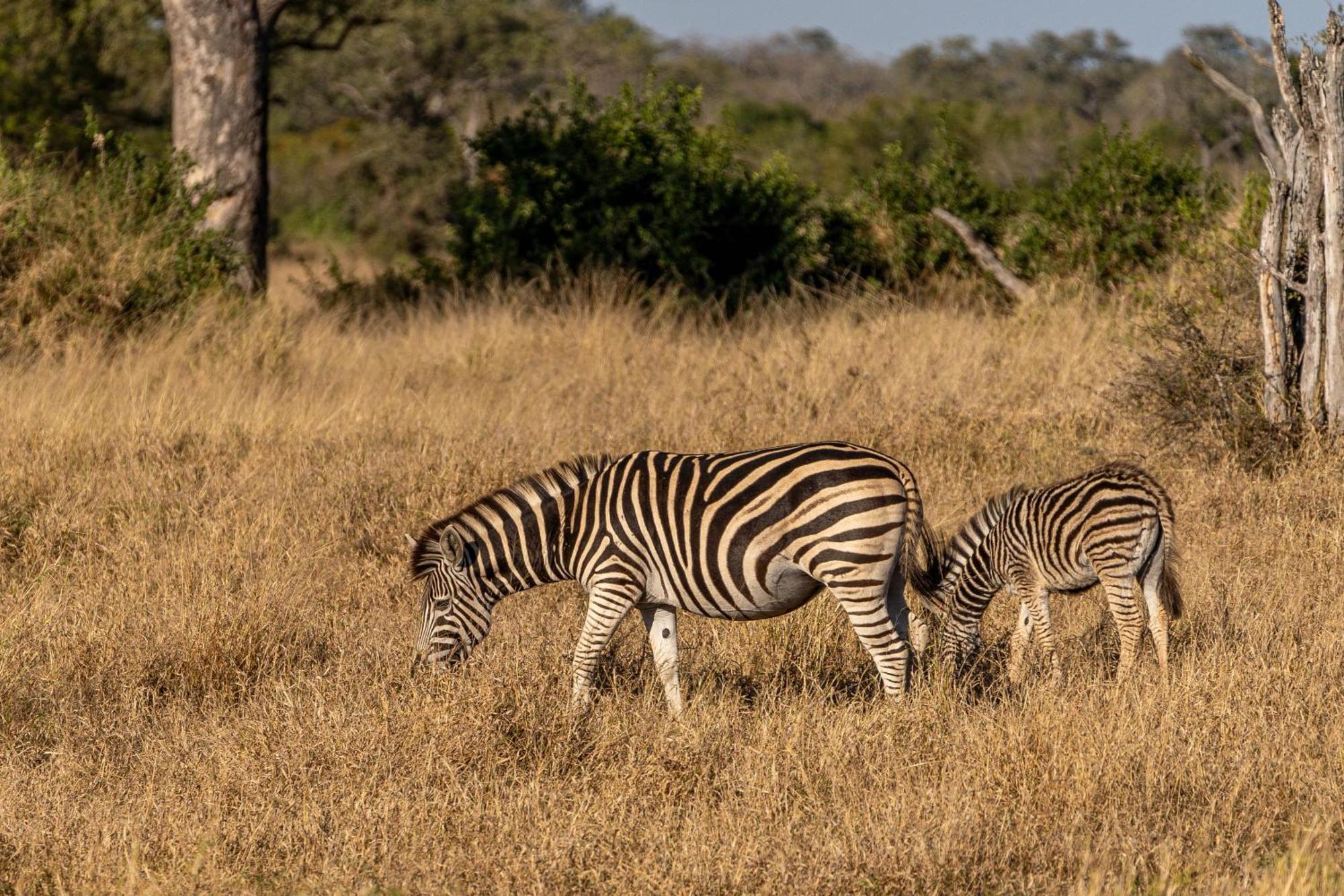 Buffelshoek Tented Camp Manyeleti Game Reserve Exterior foto
