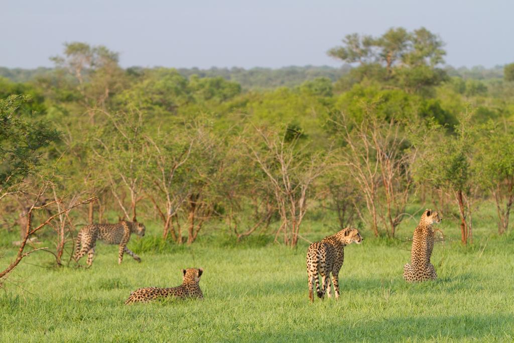 Buffelshoek Tented Camp Manyeleti Game Reserve Exterior foto