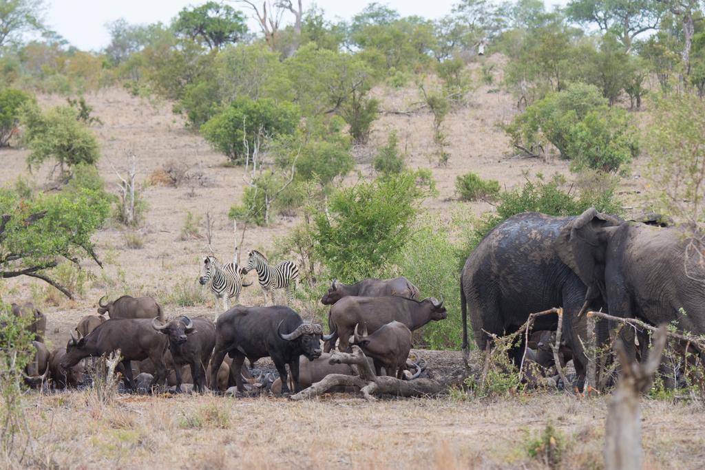 Buffelshoek Tented Camp Manyeleti Game Reserve Exterior foto