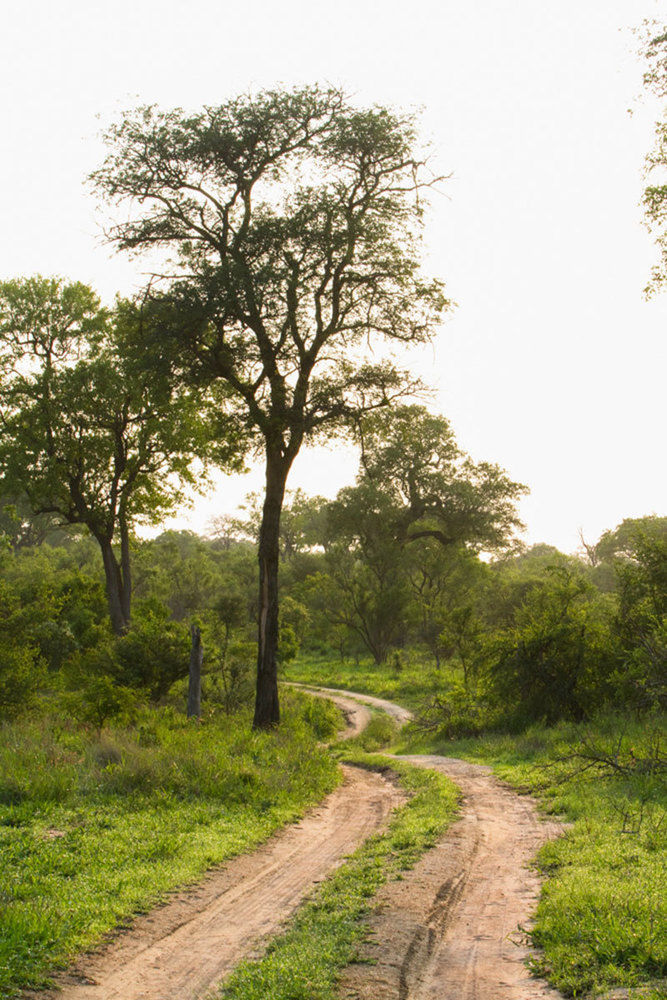 Buffelshoek Tented Camp Manyeleti Game Reserve Exterior foto